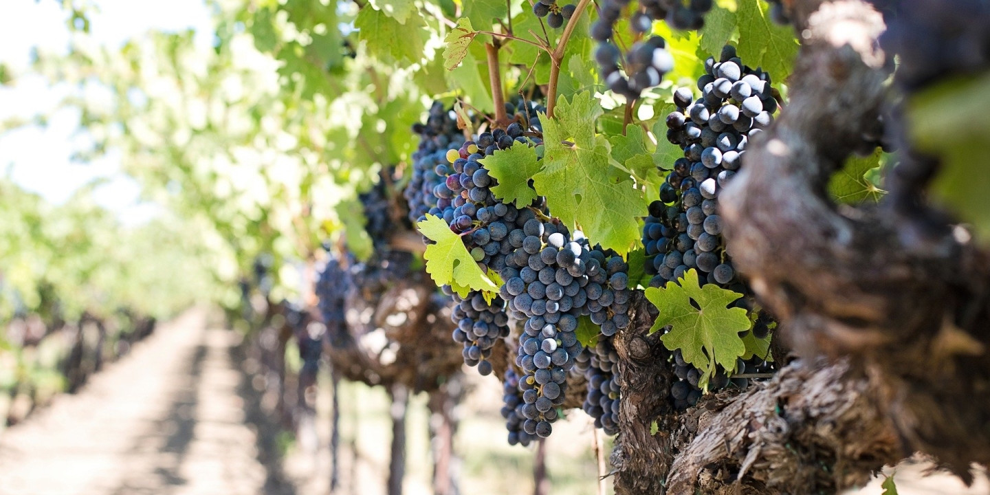 Star Cars di Vittorio Starace