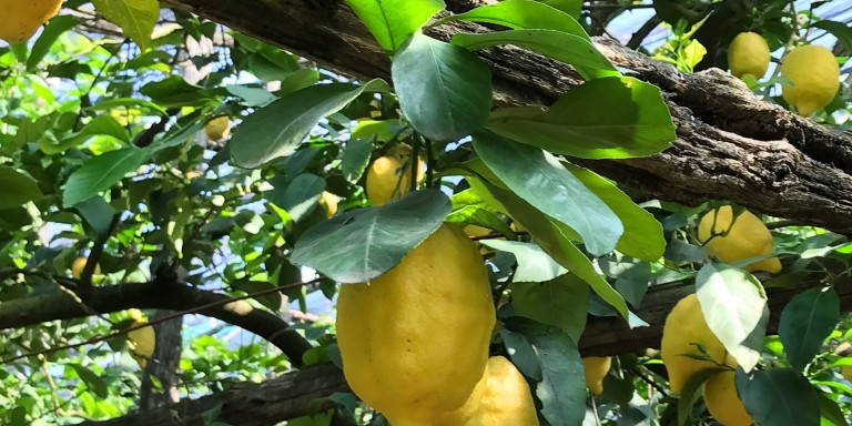 Star Cars di Vittorio Starace