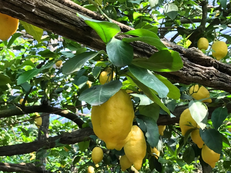 Star Cars di Vittorio Starace