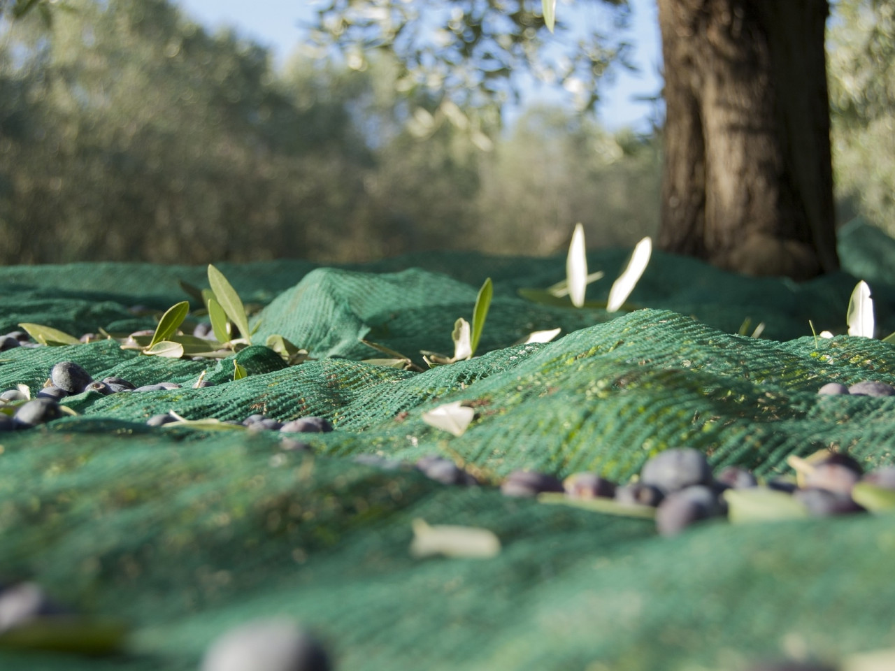 Star Cars di Vittorio Starace