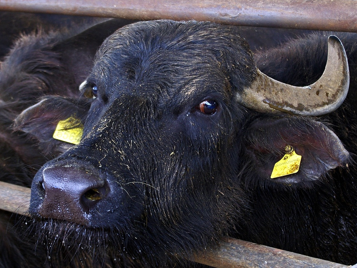 Star Cars di Vittorio Starace