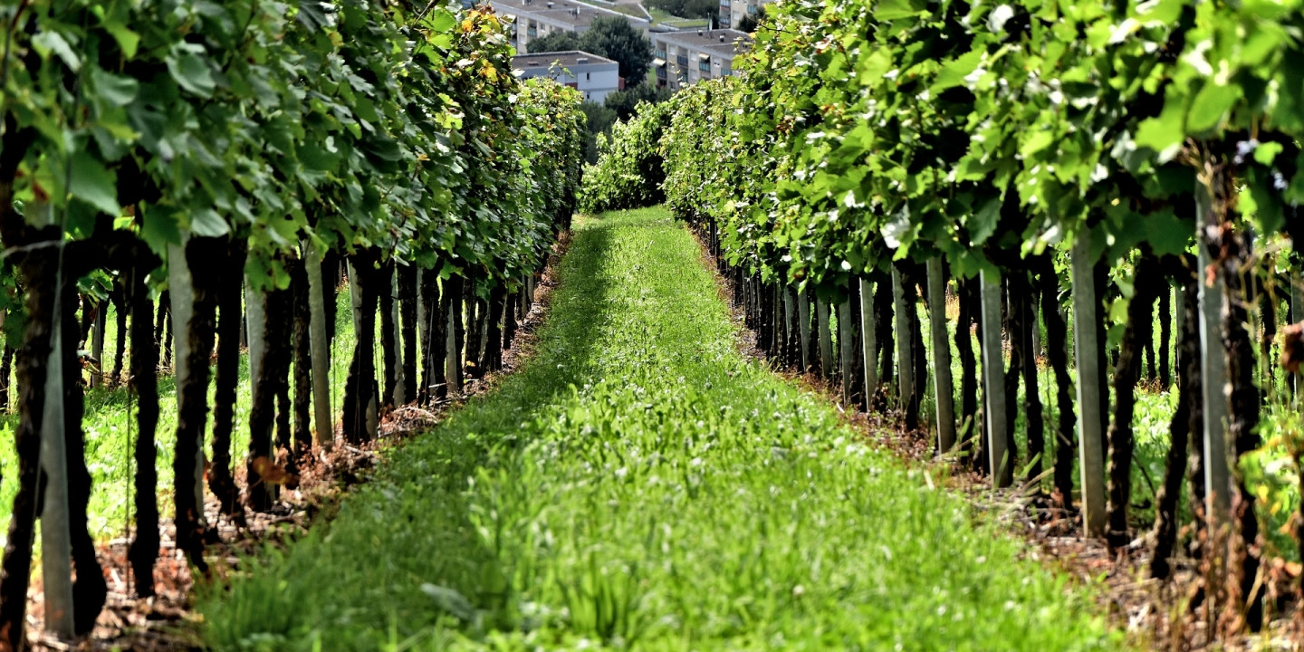 Star Cars di Vittorio Starace